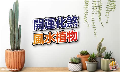 陽台擋煞植物|化煞聚財全靠它！家中植物這樣擺就對了 